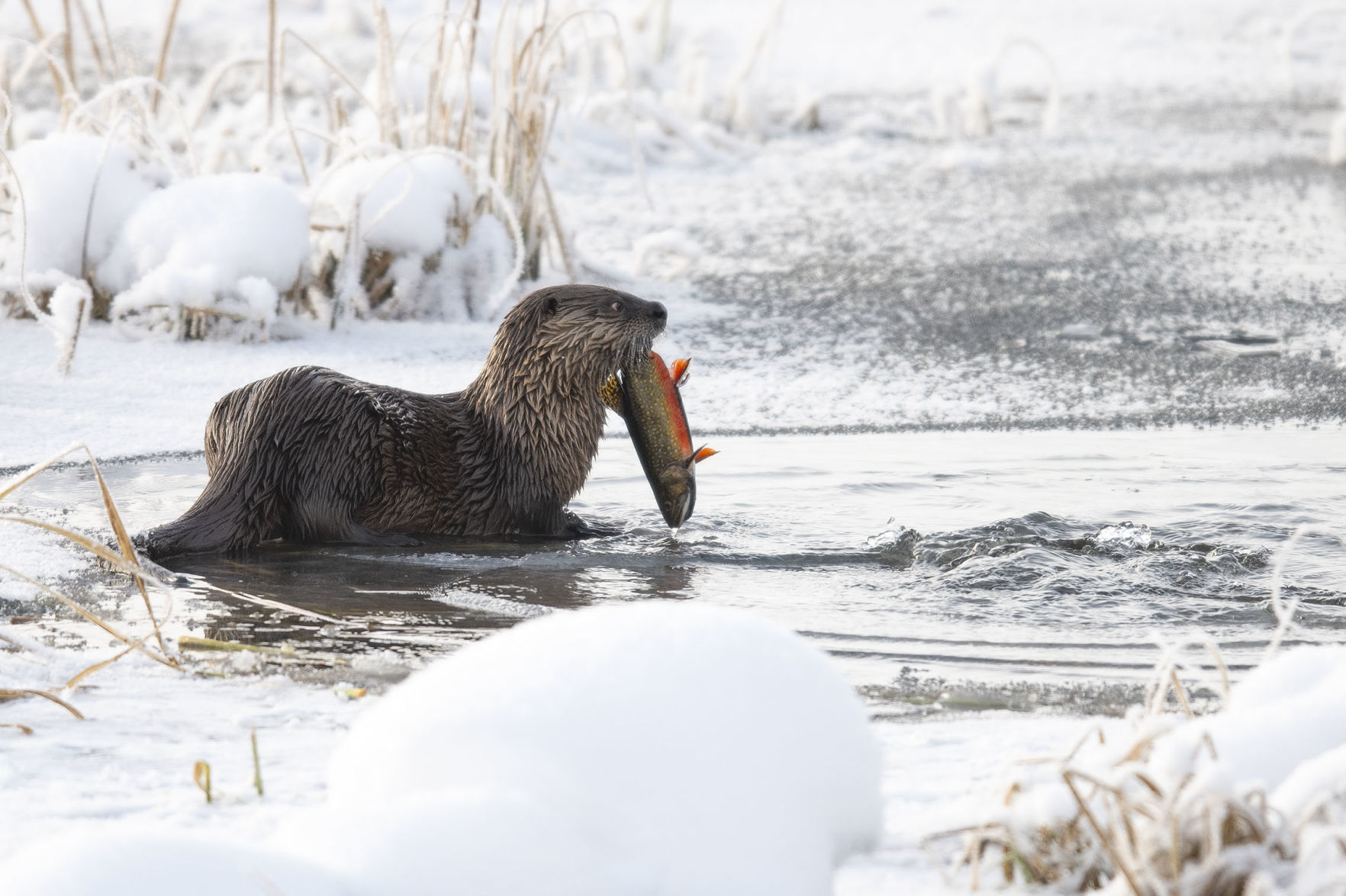 Otters eating brook trout